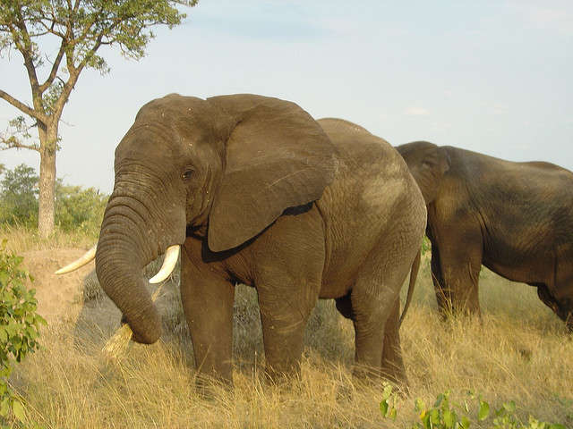 Elephants in Sabi Sands Private Game Reserve South Africa