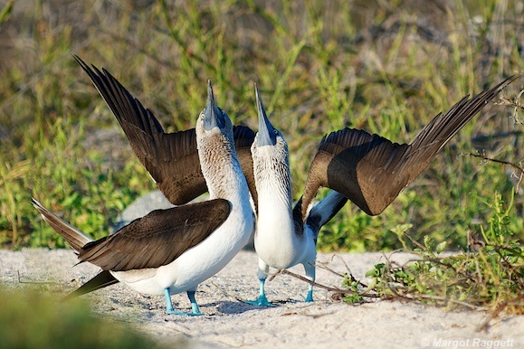 Blue Footed Booby mating dance