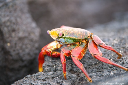 Colourful Red Rock Crab