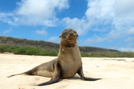 Young Sea Lion pup