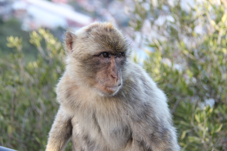 Barbary Ape Gibraltar