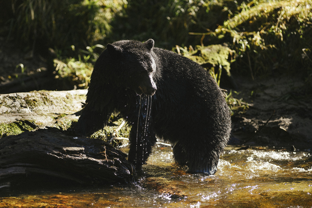 Bear Watching Great Bear Rainforest British Columbia Canada. 