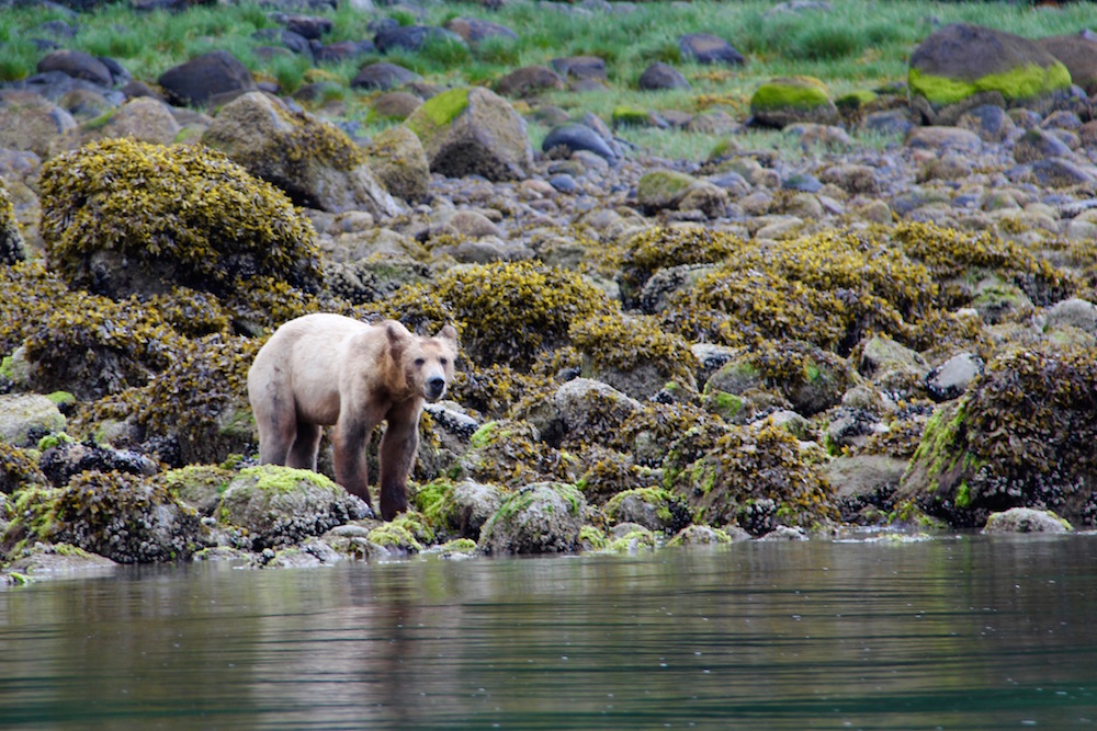Grizzly Bear at Knight Inlet Lodge British Columbia Canada