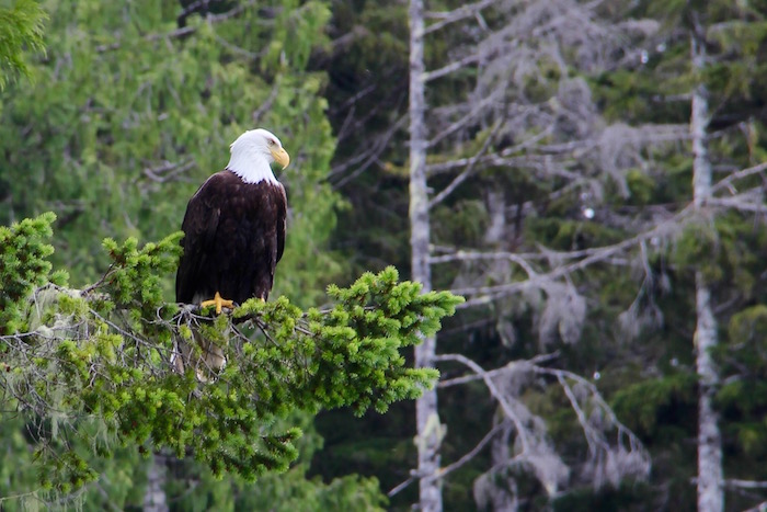Bald Eagle Knight Inlet Lodge