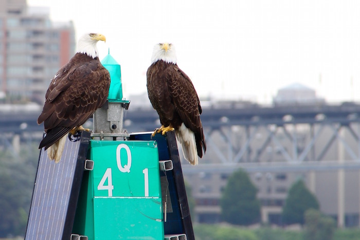 Bald Eagles that live within Vancouver!