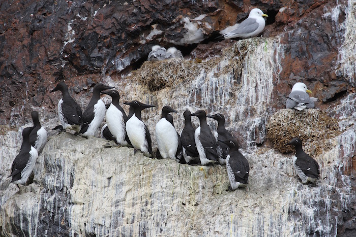Birds packed on the cliffs of Bear Island