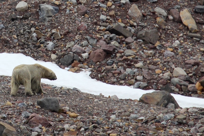 Polar Bear Hamiltonbukta Svalbard