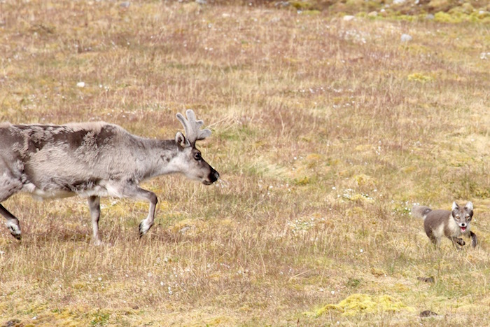 Reindeer chasing Arctic Fox Alkhornet Svalbard