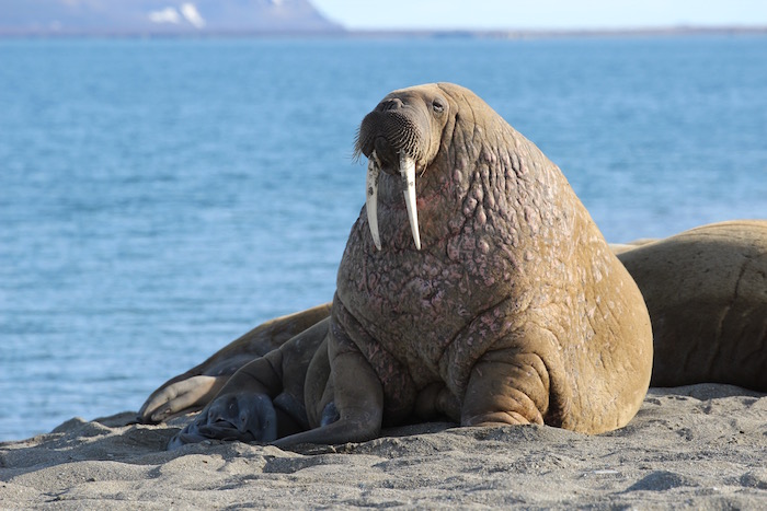 Walrus at Poolepynten, Svalbard