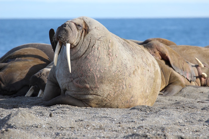 Walrus on Svalbard Arctic