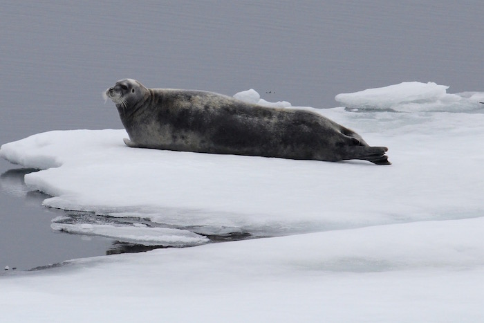 Bearded Seal Polar Sea Ice