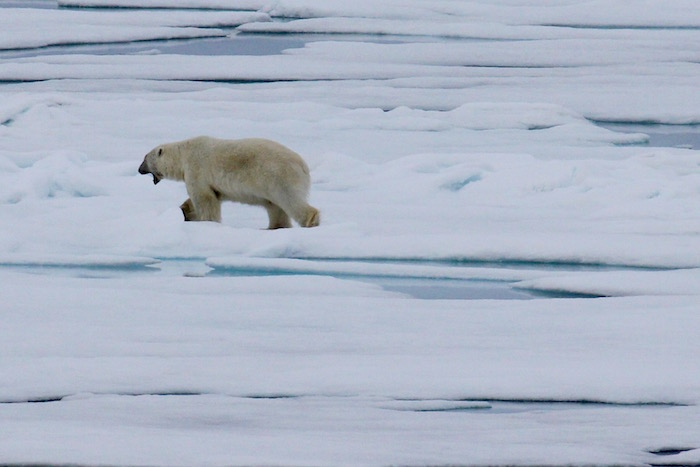 Polar Bear on Sea Ice near Svalbard