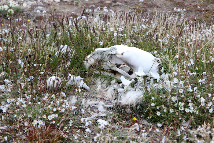 Plants growing around Polar Bear skeleton Svalbard