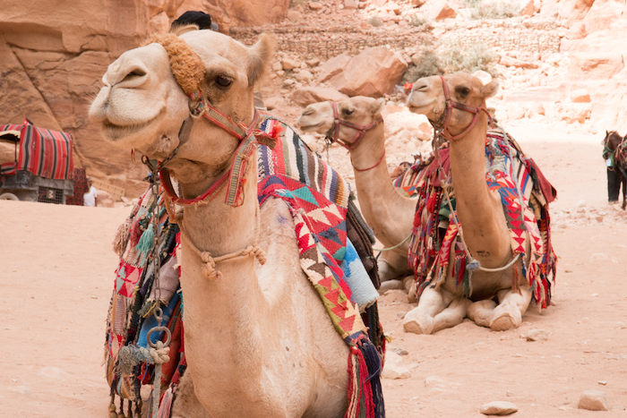 Camels at Petra Jordan