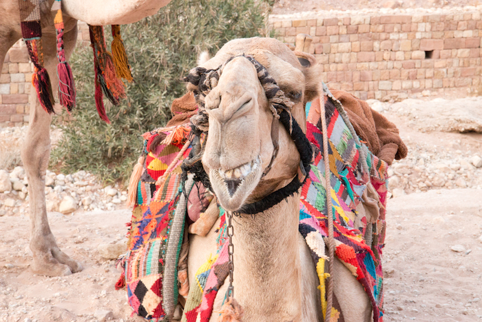 Camel at Petra Jordan