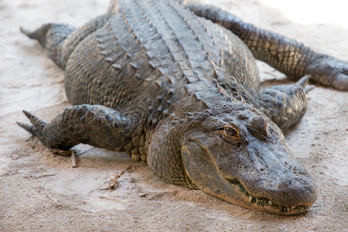 Alligator at Everglades Safari Park Florida
