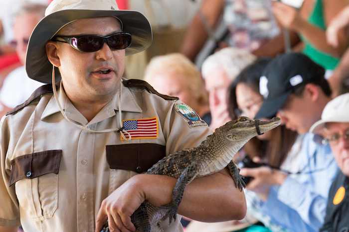 Baby Alligator at Everglades Safari Park Florida