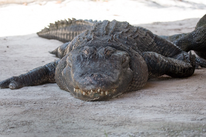 Alligator in the Everglades. Saw on my included excursions on my Escorted Tour of Florida