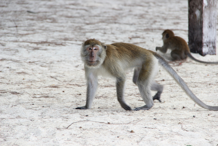 Langkawi Monkeys