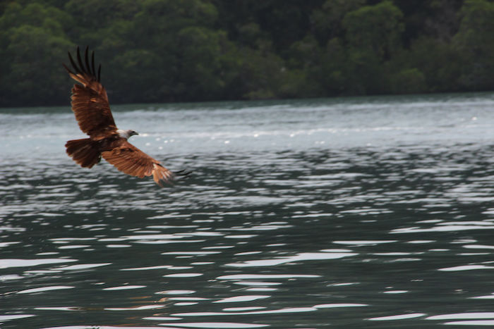 Eagle Langkawi Malaysia