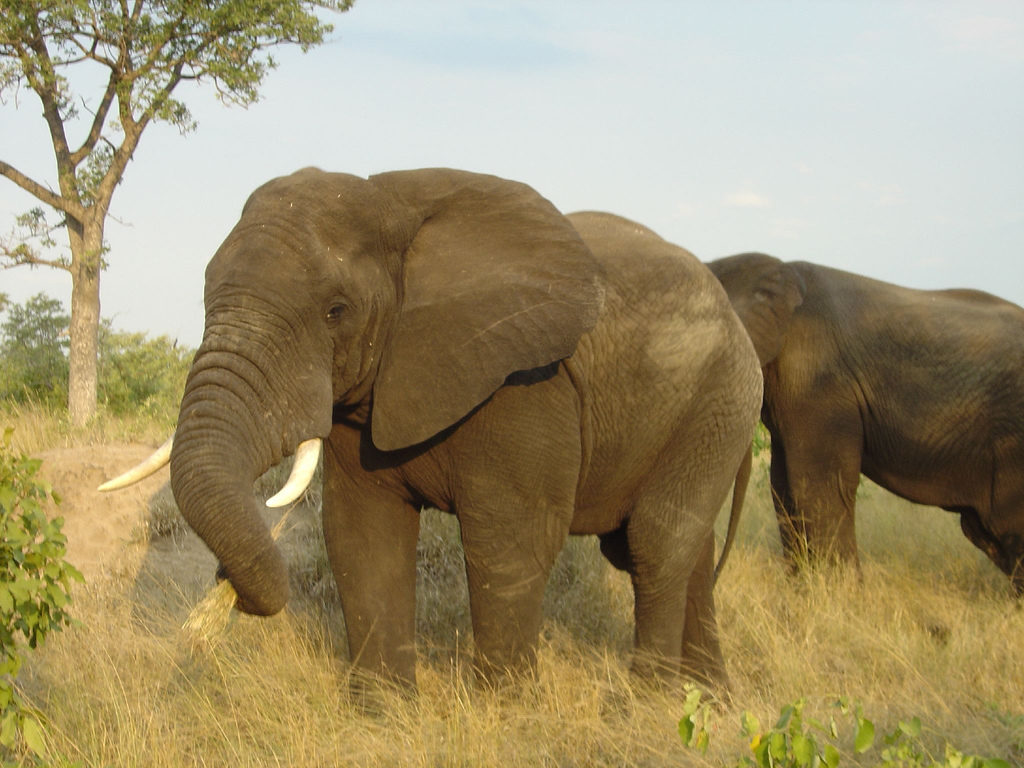 Elephant Kruger National Park South Africa