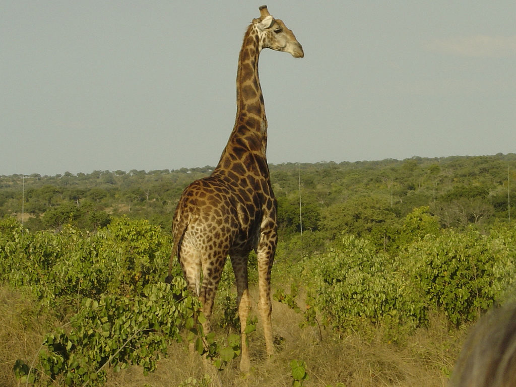 Giraffe Kruger National Park South Africa