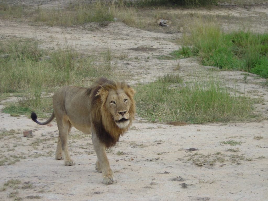 Lion Kruger National Park South Africa