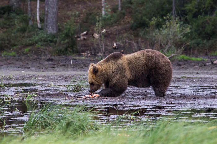 Brown Bear Watching Karhu-Kuusamo
