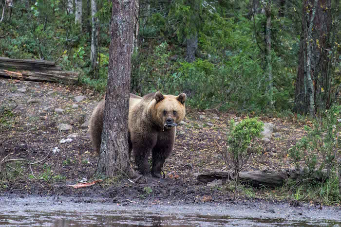 Brown Bear Watching Karhu-Kuusamo