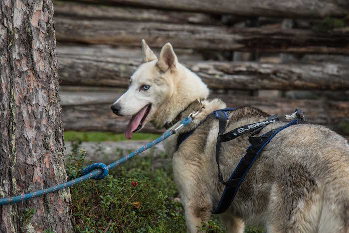 husky hike in Oulanka National Park with Era-Susi Huskies