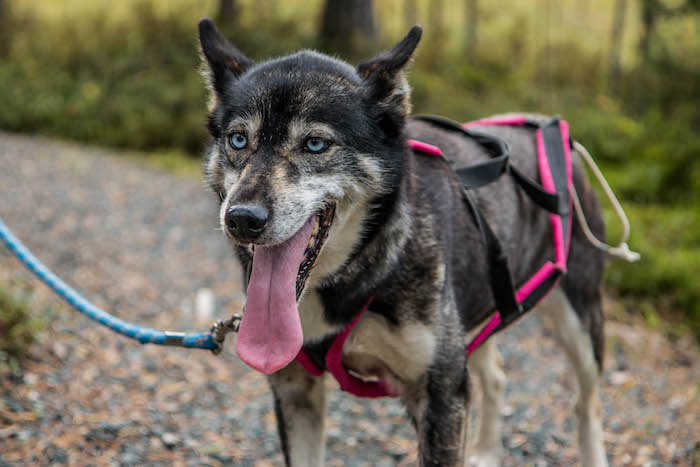 husky hike in Oulanka National Park with Era-Susi Huskies