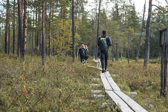 Guided husky hike in Oulanka National Park with Era-Susi Huskies