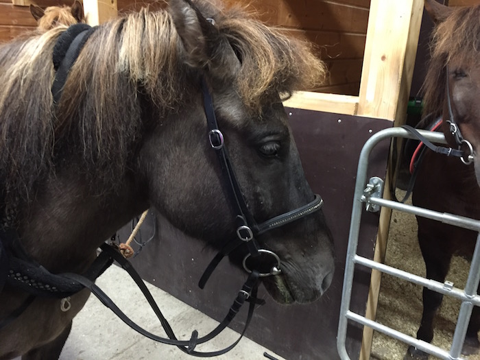 Horse Riding in Kuusamo with Nurminiemi Riding Stables Finland