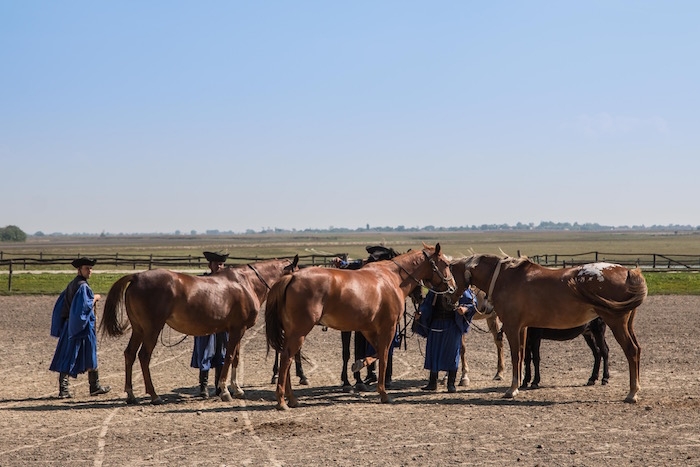 Horses Kalocsa Hungary