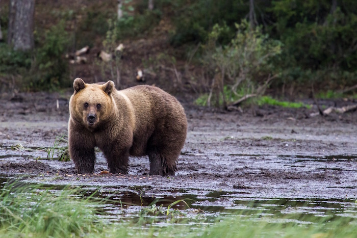 Ruka Kuusamo Bears Finland