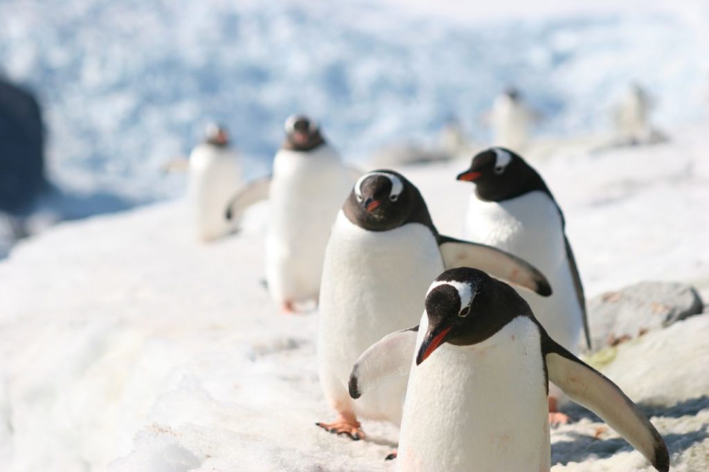 Penguins Antarctica