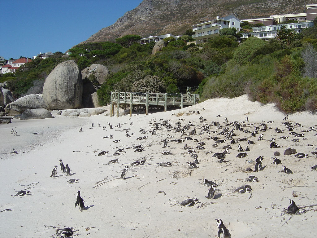 Penguins Of Boulders Beach