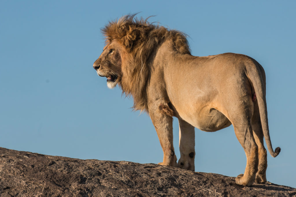 Lion - Serengeti National Park - Tanzania