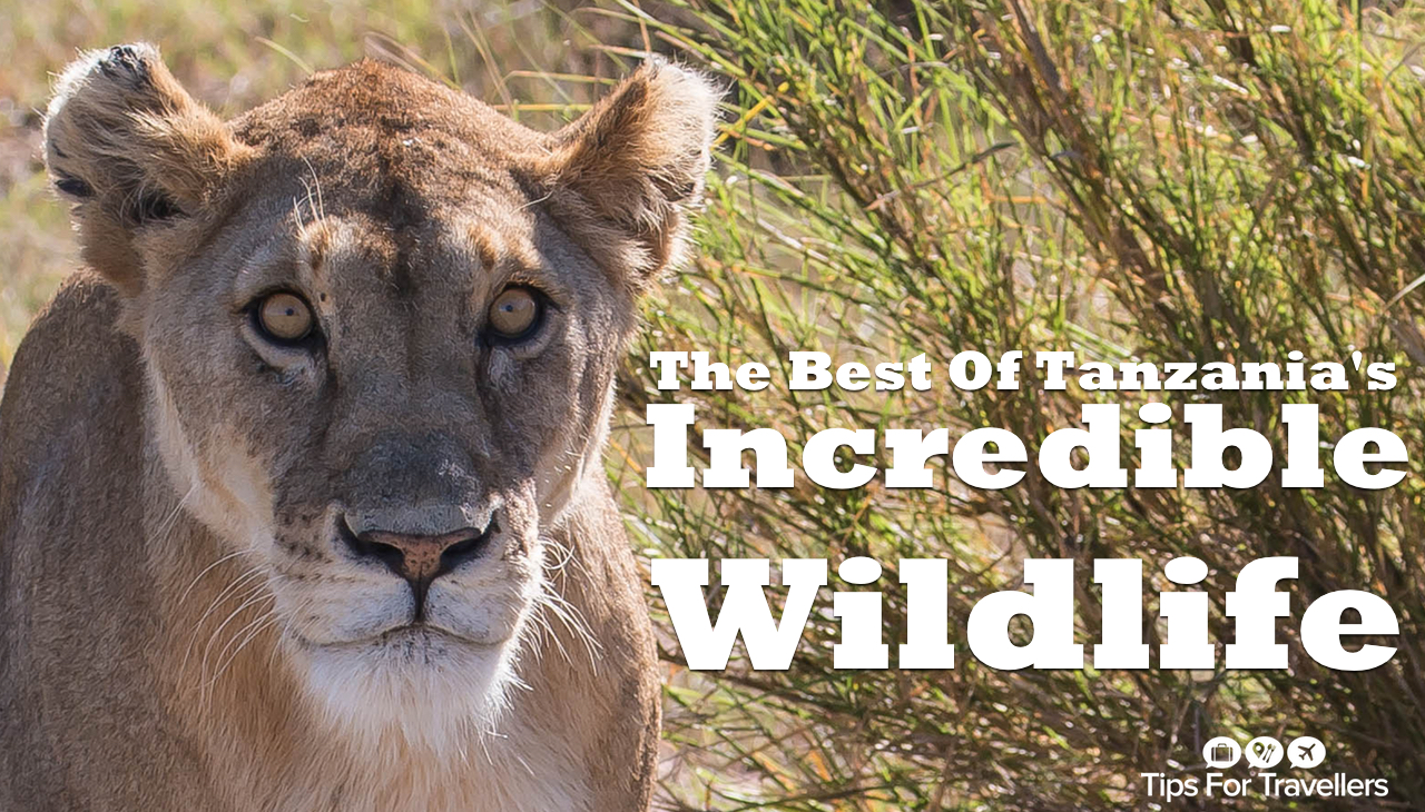 See the incredible wildlife of Tanzania