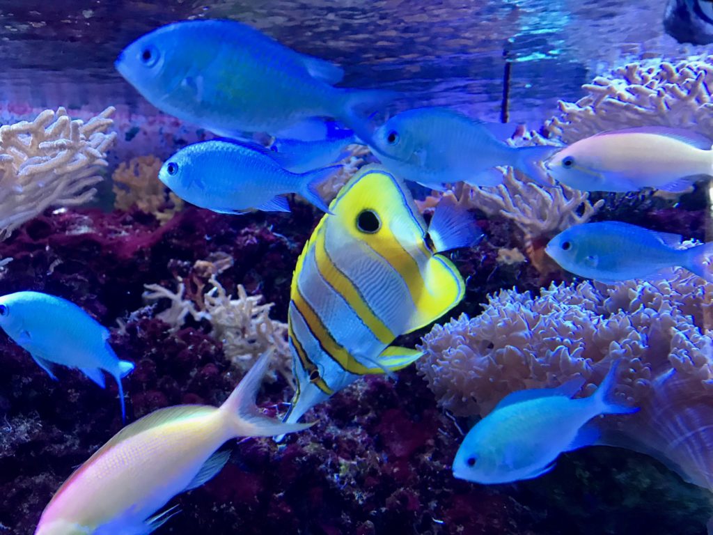 Florida Aquarium Tampa