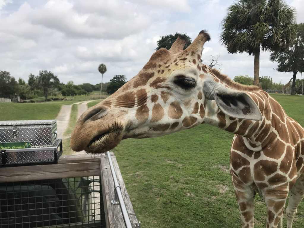 Giraffe Serengeti Plain Busch Gardens Tampa Florida