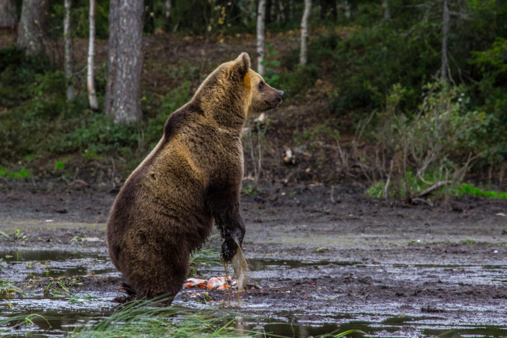 Bear Watching Karhu-Kuusamo Finland