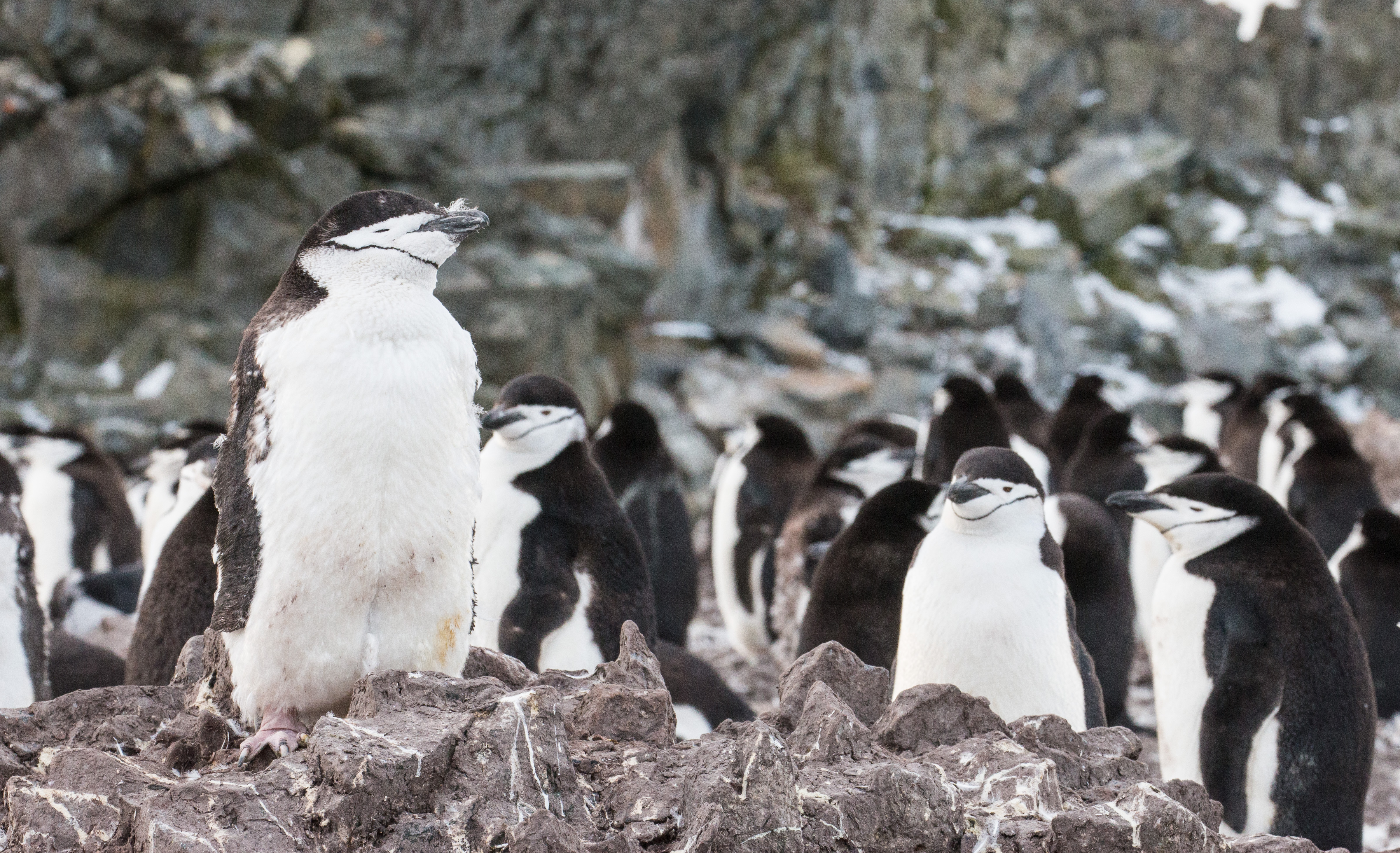 Chinstrap Penguins Half Moon Island Antarctica