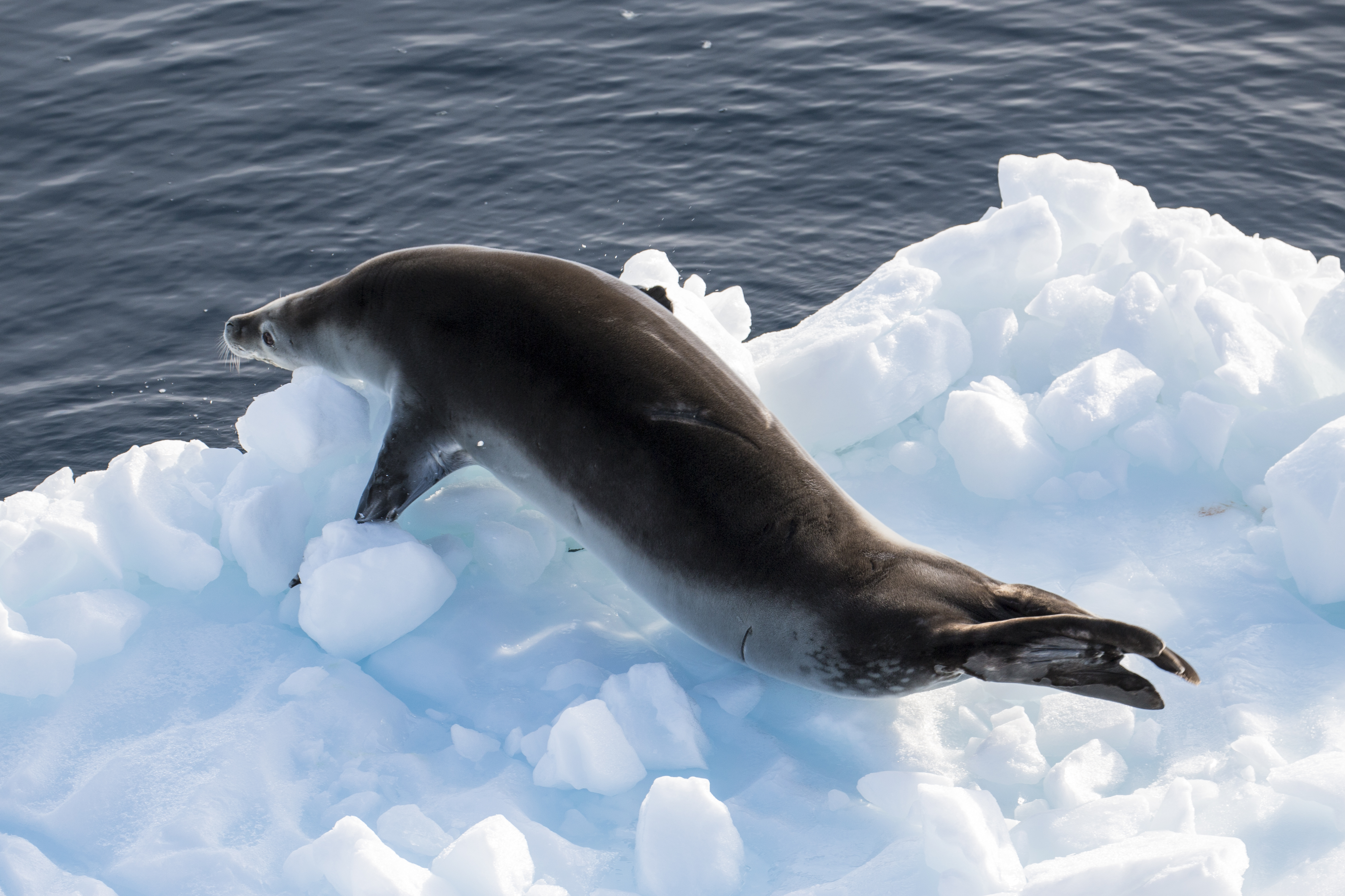 Lemiare Channel Antarctica - Leopard Seal 