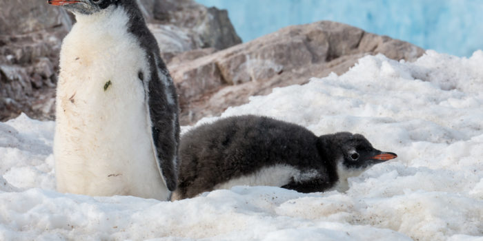 Neko Harbour Antarctica Gentoo Penguin Chicks