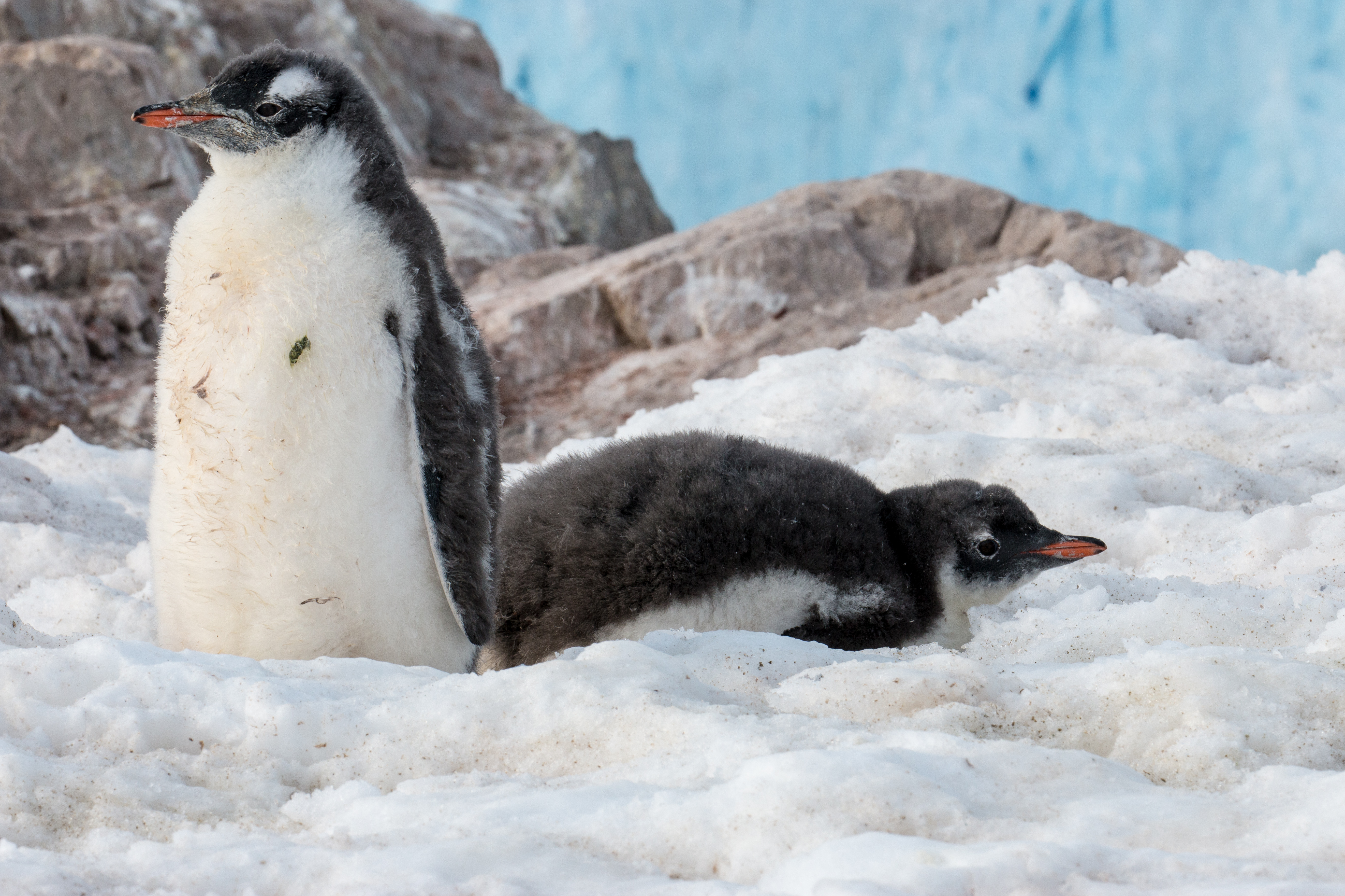 Neko Harbour Antarctica Gentoo Penguin Chicks