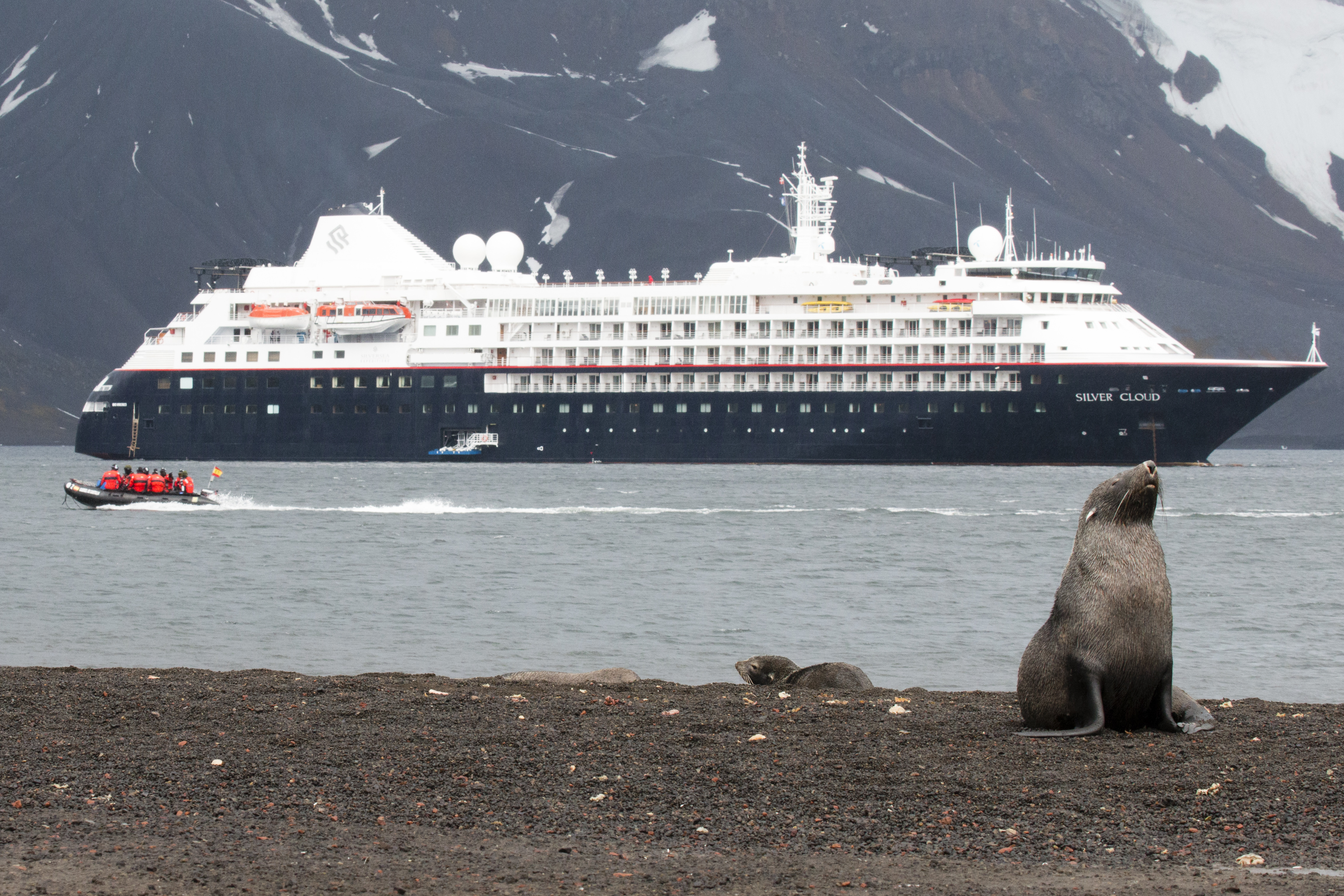 Whalers Bay Deception Island Antarctica Fur Seal and Silversea Silver Cloud