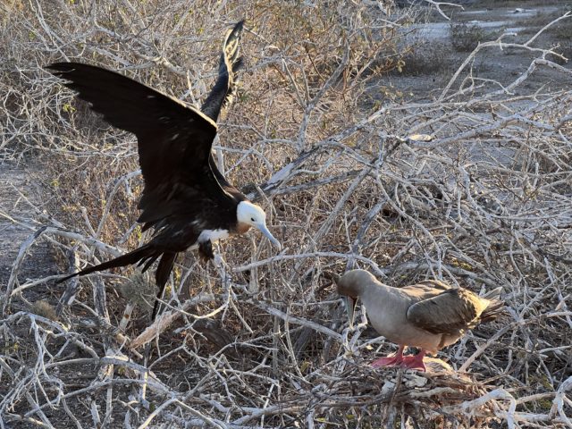 5 Reasons Cruising Galapagos Wasn't What I Expected. At All! 