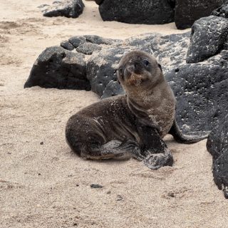 Too Many Galapagos Cruisers Make These Same 8 Mistakes