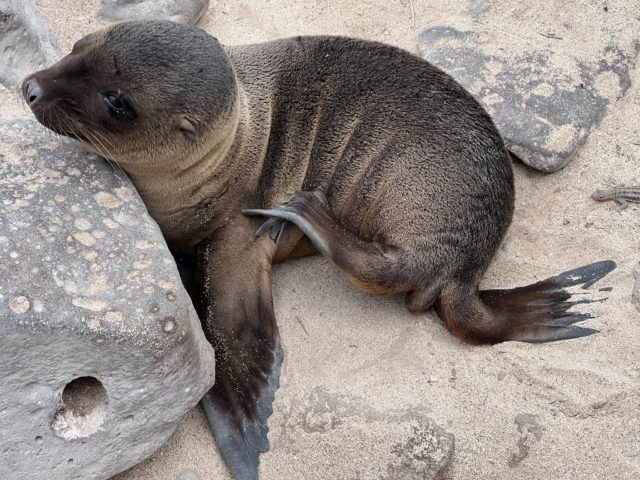 5 Reasons Cruising Galapagos Wasn't What I Expected. At All! 